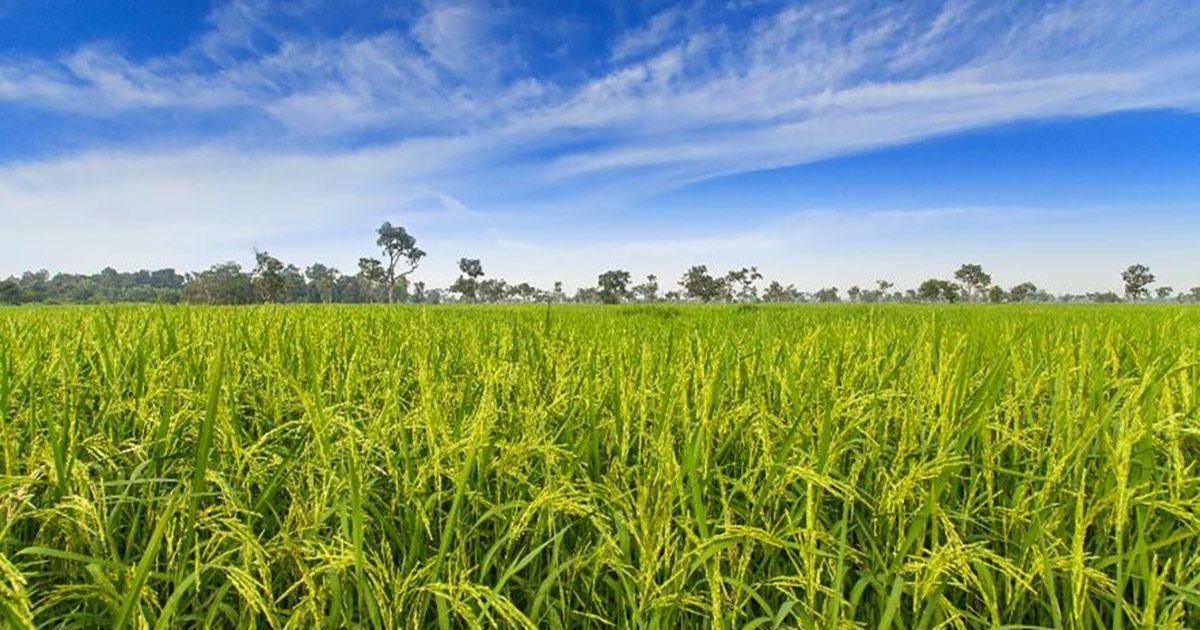 IHARA anuncia tecnologia inédita para a cultura do arroz