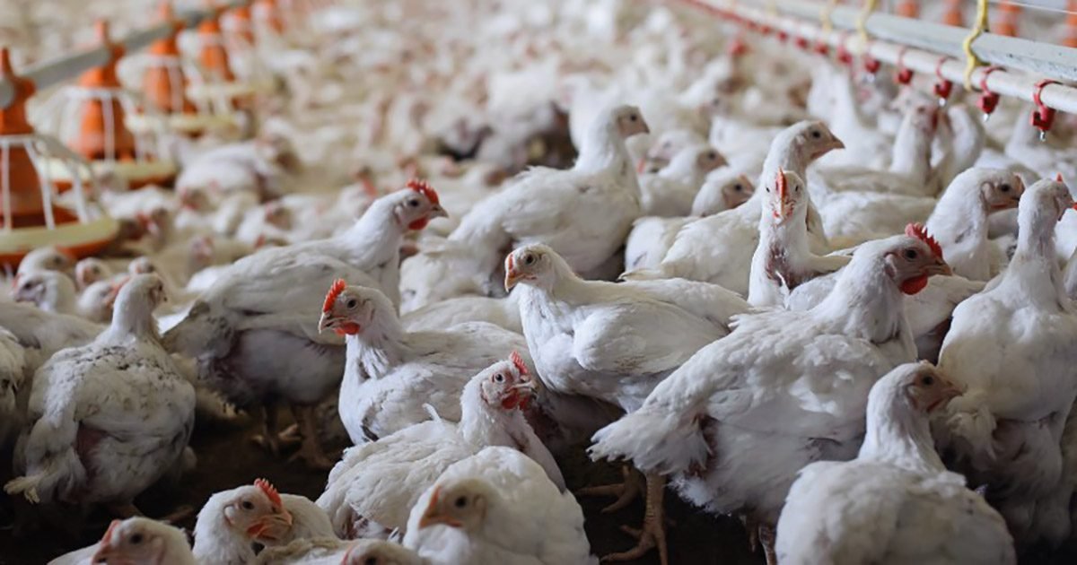 Aditivos nutricionais à base de levedura têm duplo benefício: ajudam a reduzir o uso de antibióticos e contribuem para a melhor resposta imune dos frangos de corte