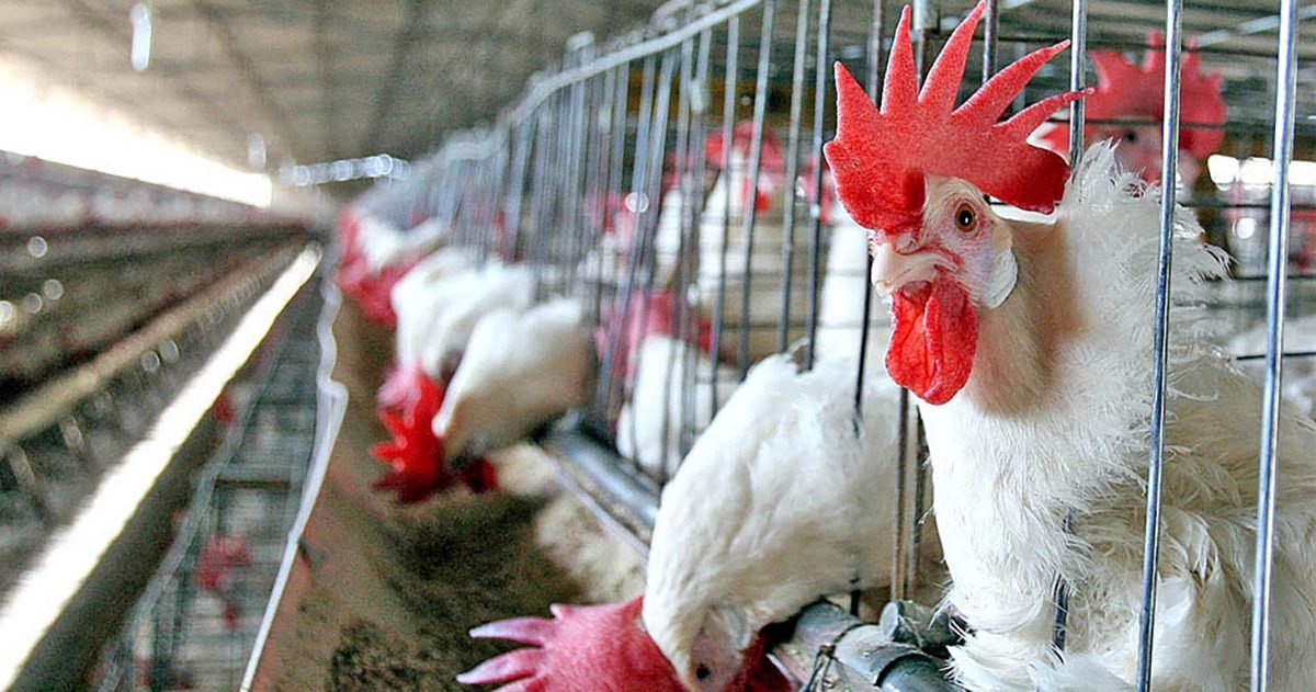 Avicultura e Suinocultura devem registrar altas de produção e de exportações em 2023