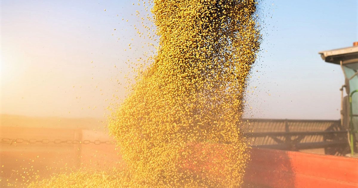 Safra 2023/24 deve renovar recorde histórico de produção de soja