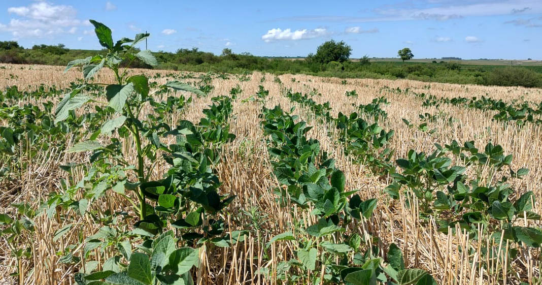 Chuva intensificou daninhas na soja. Químicos e plantio consorciado são  soluções