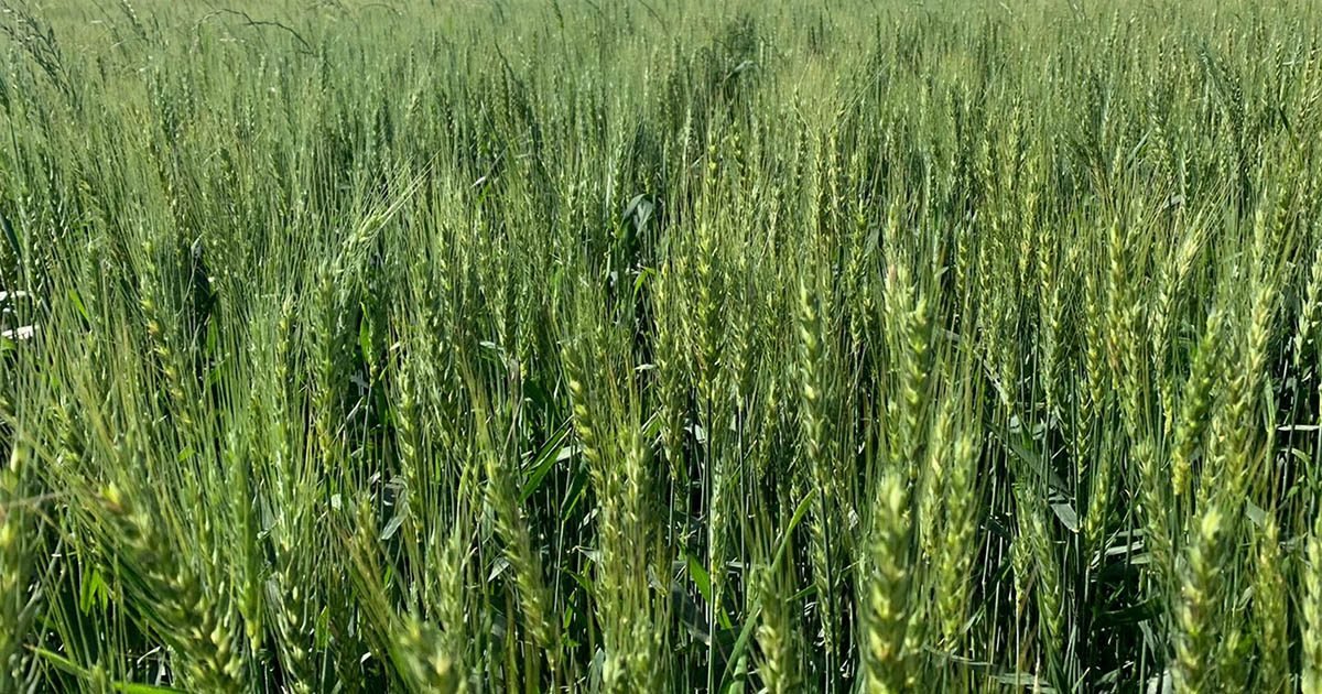 Cultura do trigo segue em desenvolvimento no Rio Grande do Sul