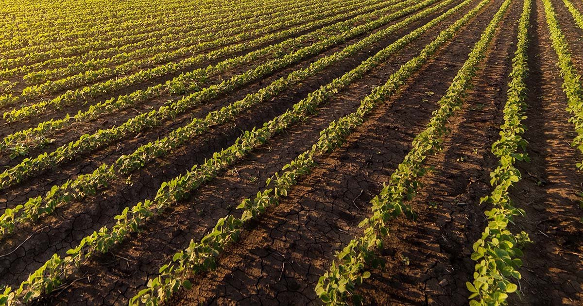 Dessecação pré-plantio pode elevar a produtividade das lavouras