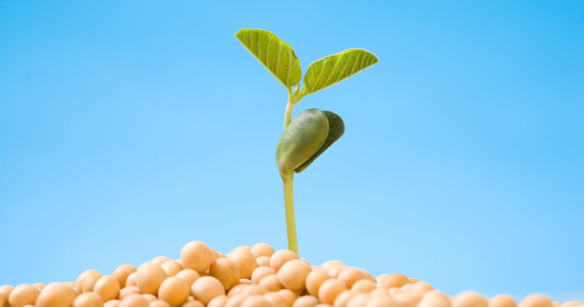 Dia da semente – Qual é o valor de uma semente?