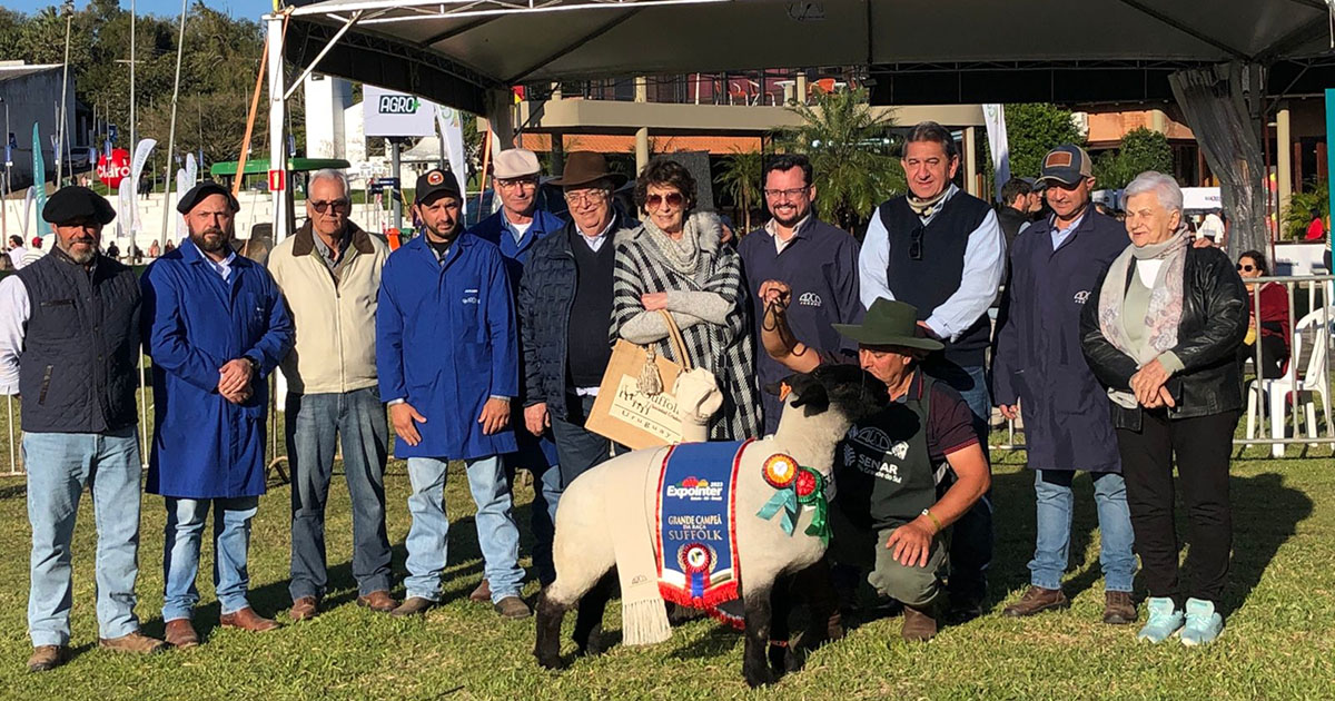 Expointer: primeiro dia de julgamentos demonstra potencial genético do rebanho ovino brasileiro