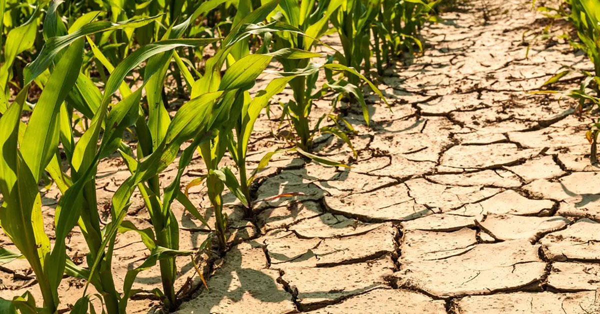 Agricultores driblam consequências de falta de chuva com adubação biológica