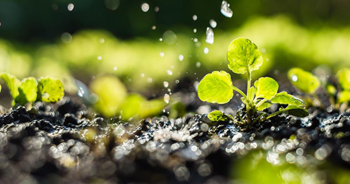 Novas ferramentas genéticas e as mudanças climáticas
