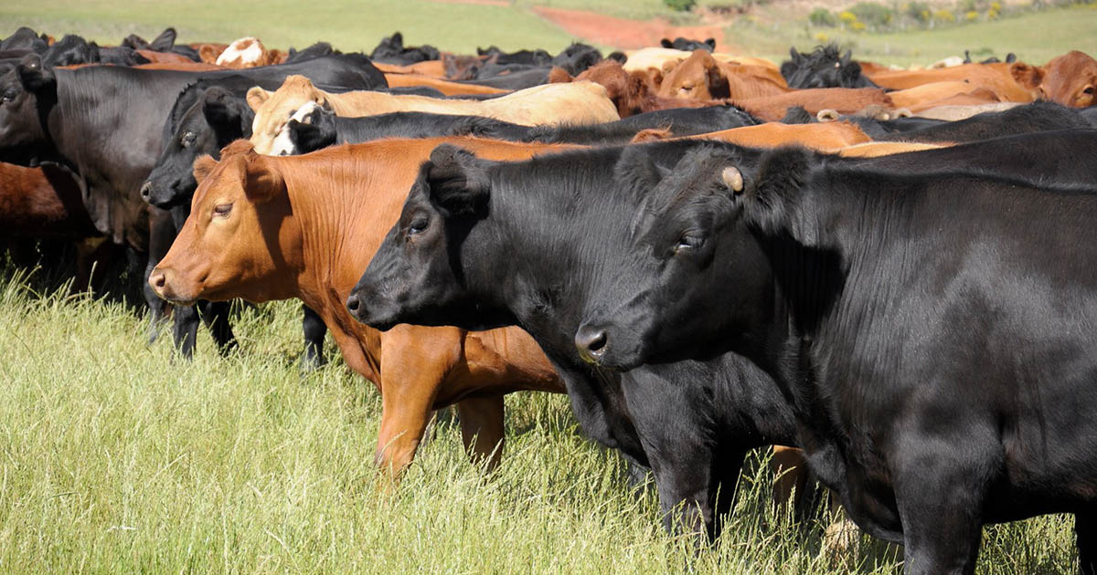 Confinamento dos bovinos de corte exige importantes práticas de manejo para alta sustentabilidade
