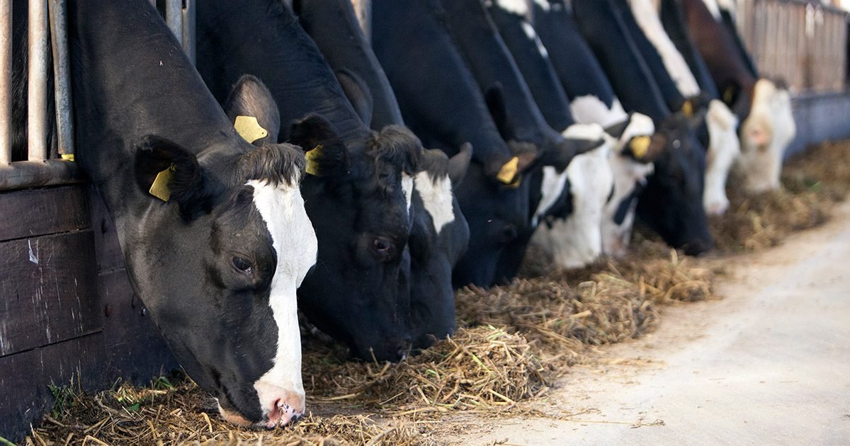 Cuidados com a nutrição em bovinos de leite resultam em bons índices reprodutivos e maximização da produtividade leiteira