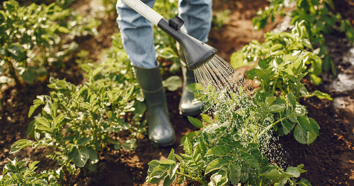 Sebrae e FAO firmam parceria para fortalecer a agricultura familiar no Brasil