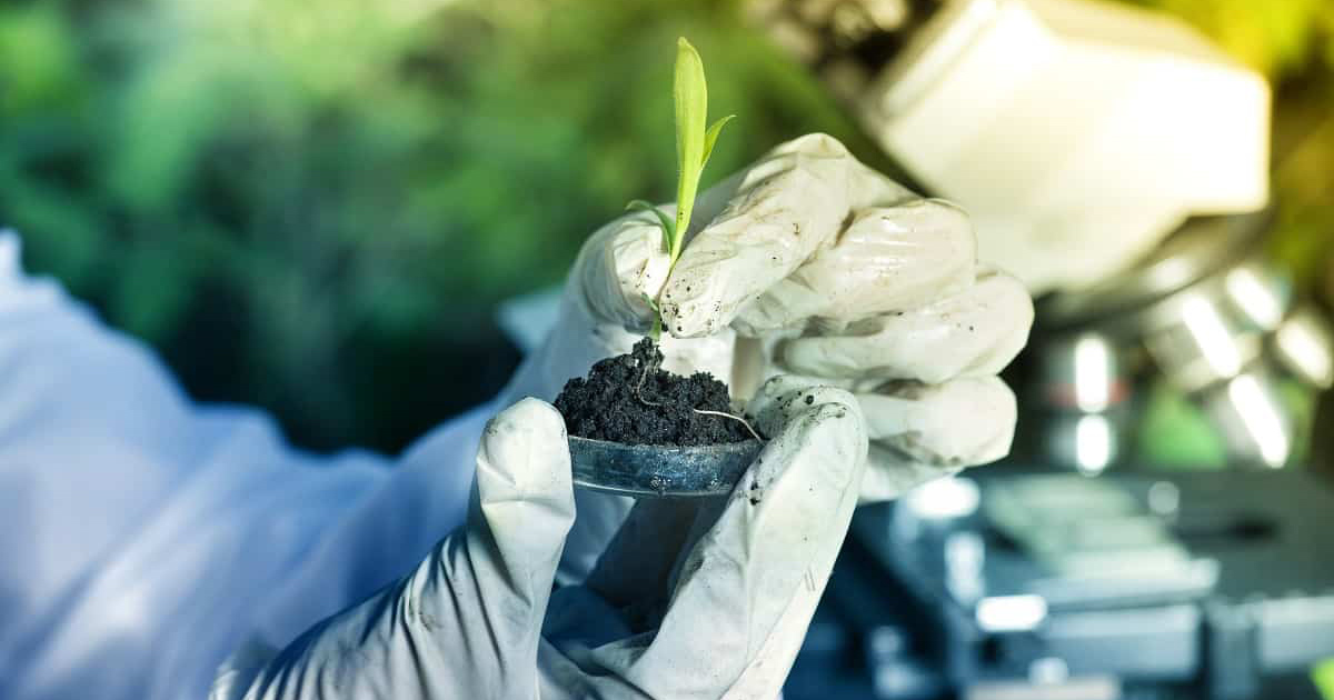 Biotecnologia permite o desenvolvimento de cultivares mais produtivas