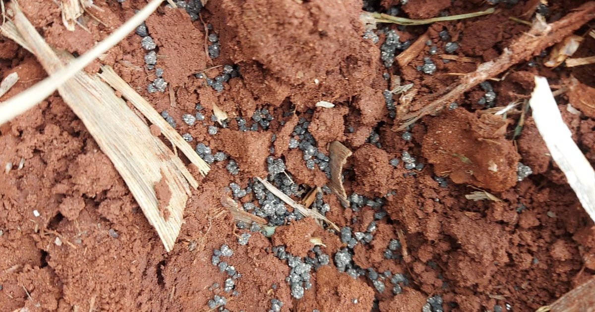 Fertilizante de lodo de esgoto é uma fonte tão eficiente quanto o adubo mineral, diz estudo