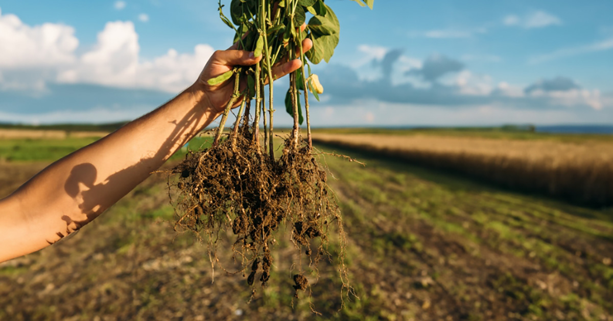Nem químico, nem biológico: novidade contra nematoides vem de um extrato vegetal