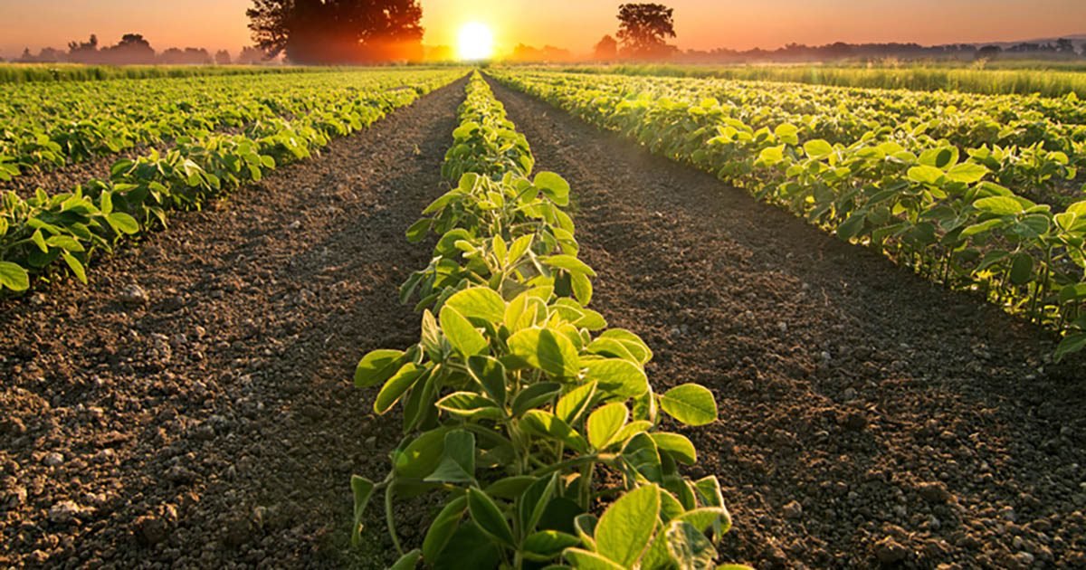 Mapa altera calendário de semeadura da soja em cinco estados