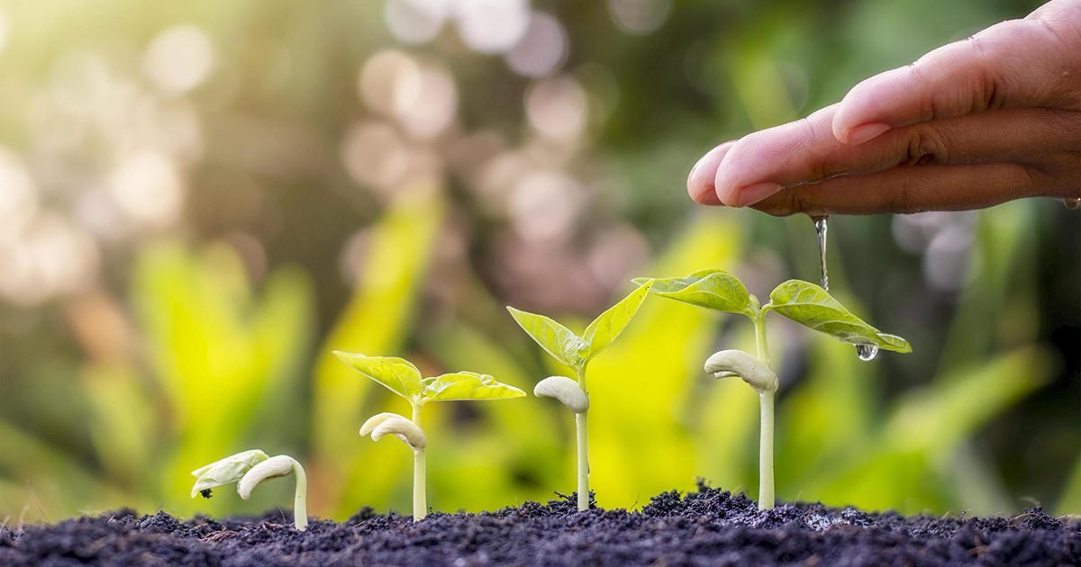 Terceira etapa de reflorestamento do CICA acontece neste sábado