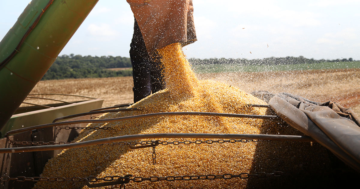 Solução eleva produtividade de milho em até 6 sacas por hectare