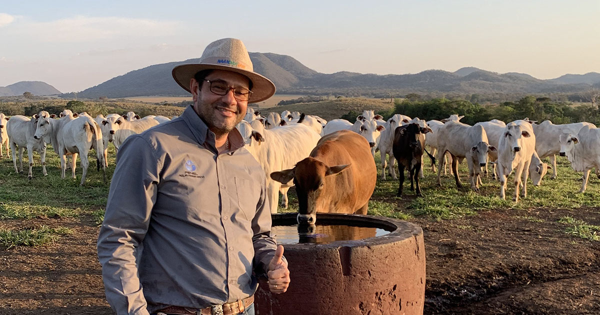 Gado é mais produtivo quando tem água no bebedouro