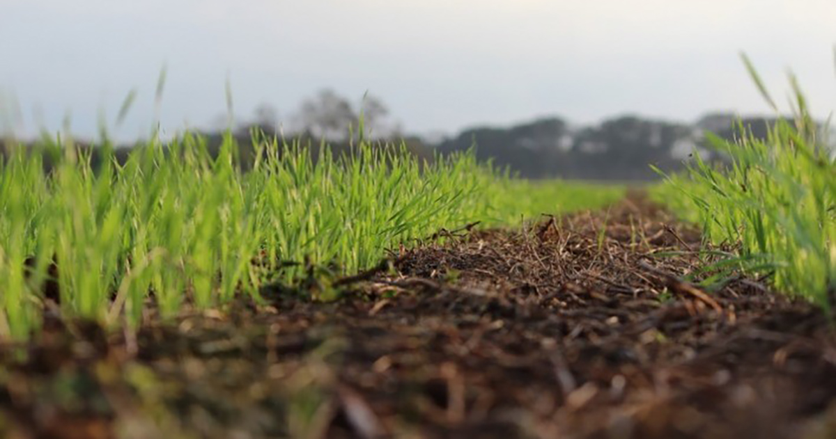 CCGL promove o I Fórum: Solo, Carbono e Sustentabilidade, durante a Fenatrigo