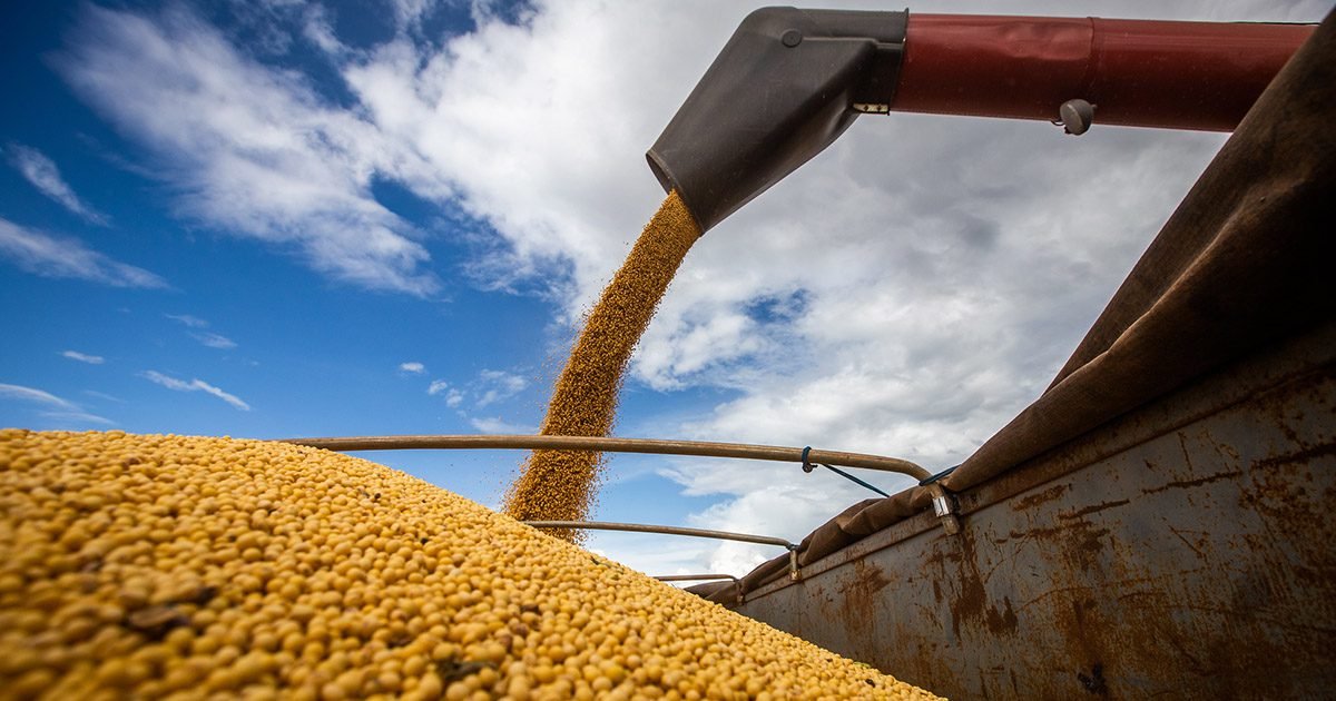 Triplica o número de produtores que colheram mais de 100 sacas de soja com Plataforma Intacta2 Xtend®