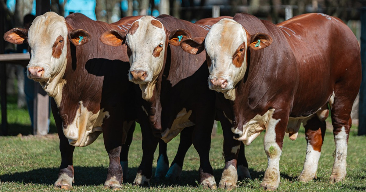 Exposição em Alegrete destaca genética Hereford e Braford da Fronteira Oeste