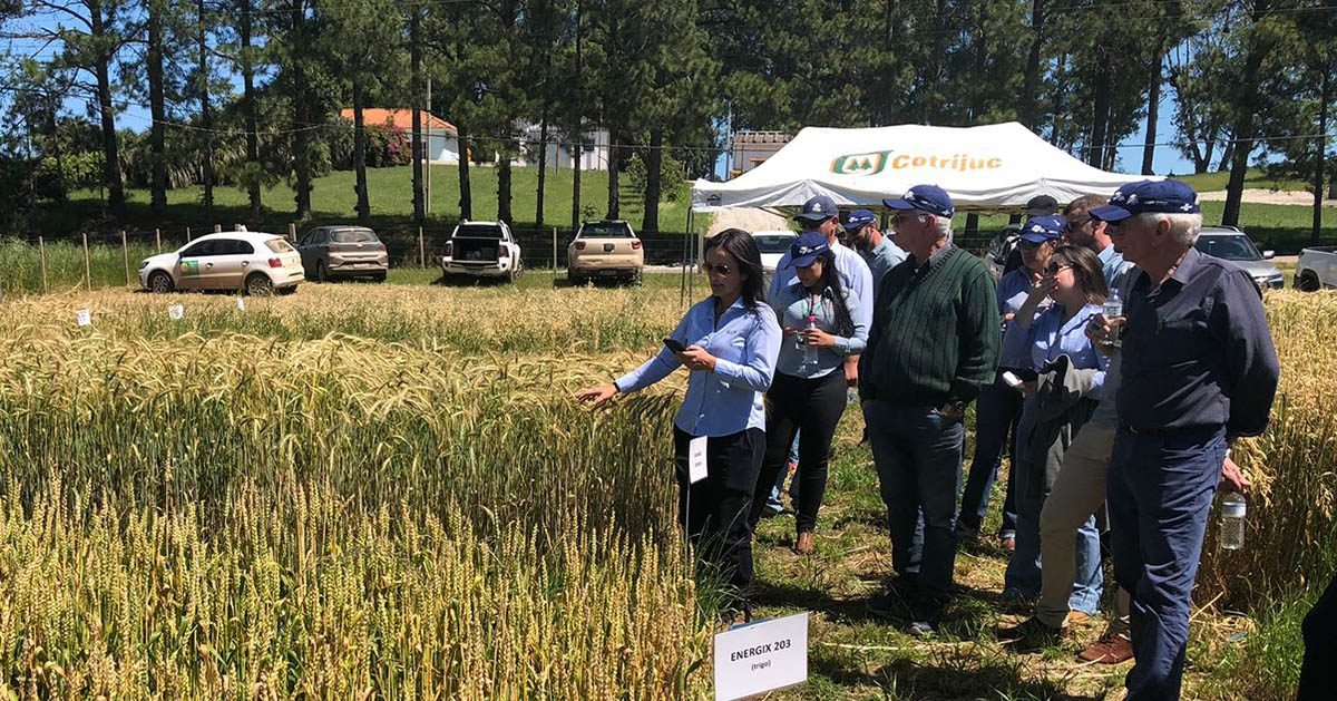 CCGL, RTC, Camal Cotrijuc e SmartCoop promovem 1a Tarde de Campo dedicada às Forrageiras de Inverno, em Aceguá/RS