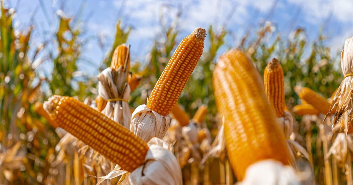 Fertilizante utilizado em plantação de milho gera menor emissão de gases de efeito estufa