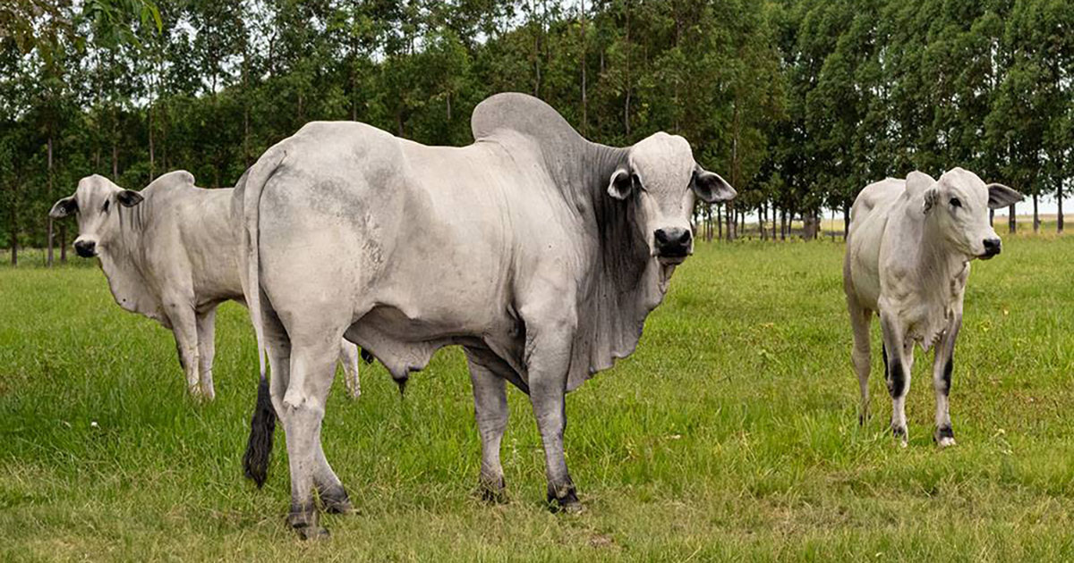 Ao aliar produção de alimentos ao bem-estar animal, Brasil se torna referência mundial