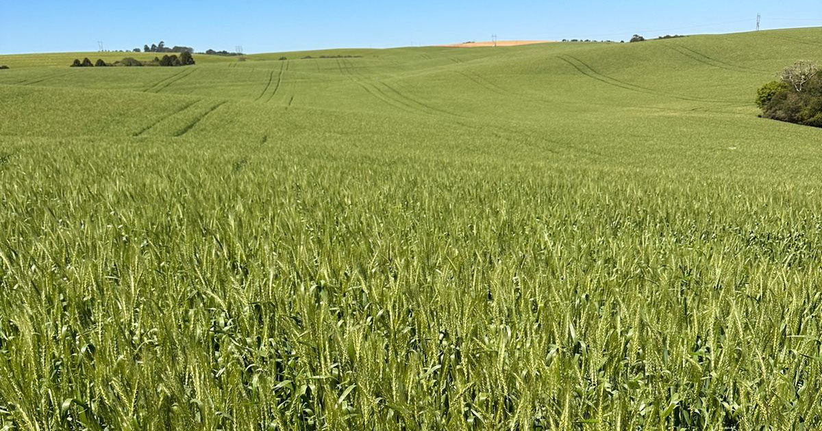 Semevinea traz genética para revolucionar o plantio de inverno