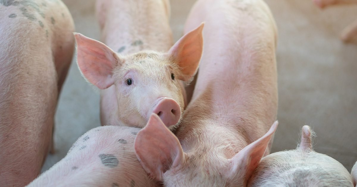 Tecnologia auxilia o suinocultor a melhorar o status sanitário da granja contra doenças respiratórias