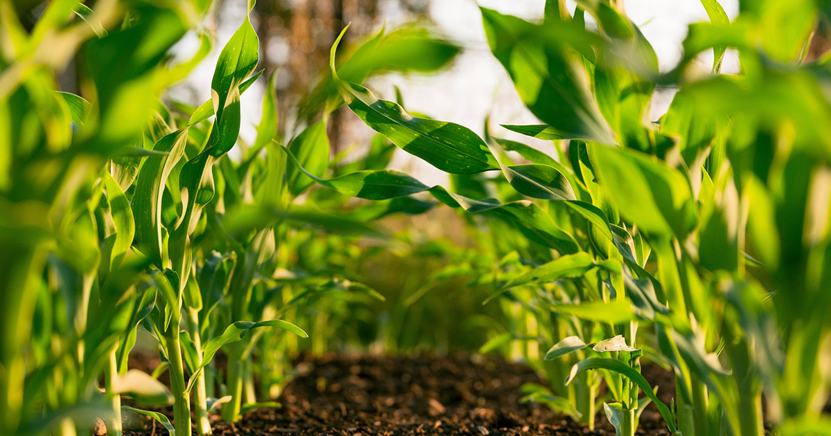 Conheça os micro-organismos utilizados no biocontrole e biofertilização