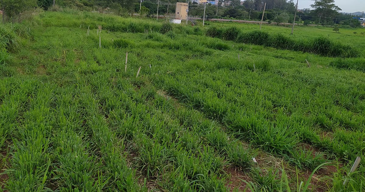 “Capim Day” apresenta resultados de experimentos para pastagens mais produtivas