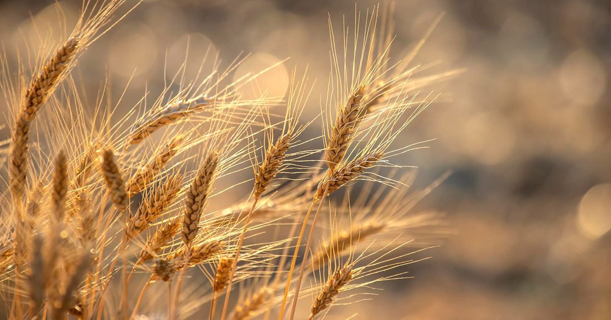 Dia do Trigo: Brasil celebra evolução da cadeia produtiva nacional