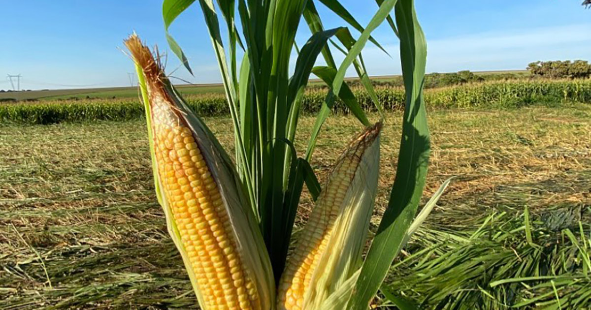 El Niño “dos extremos” prejudica planejamento da safra de grãos
