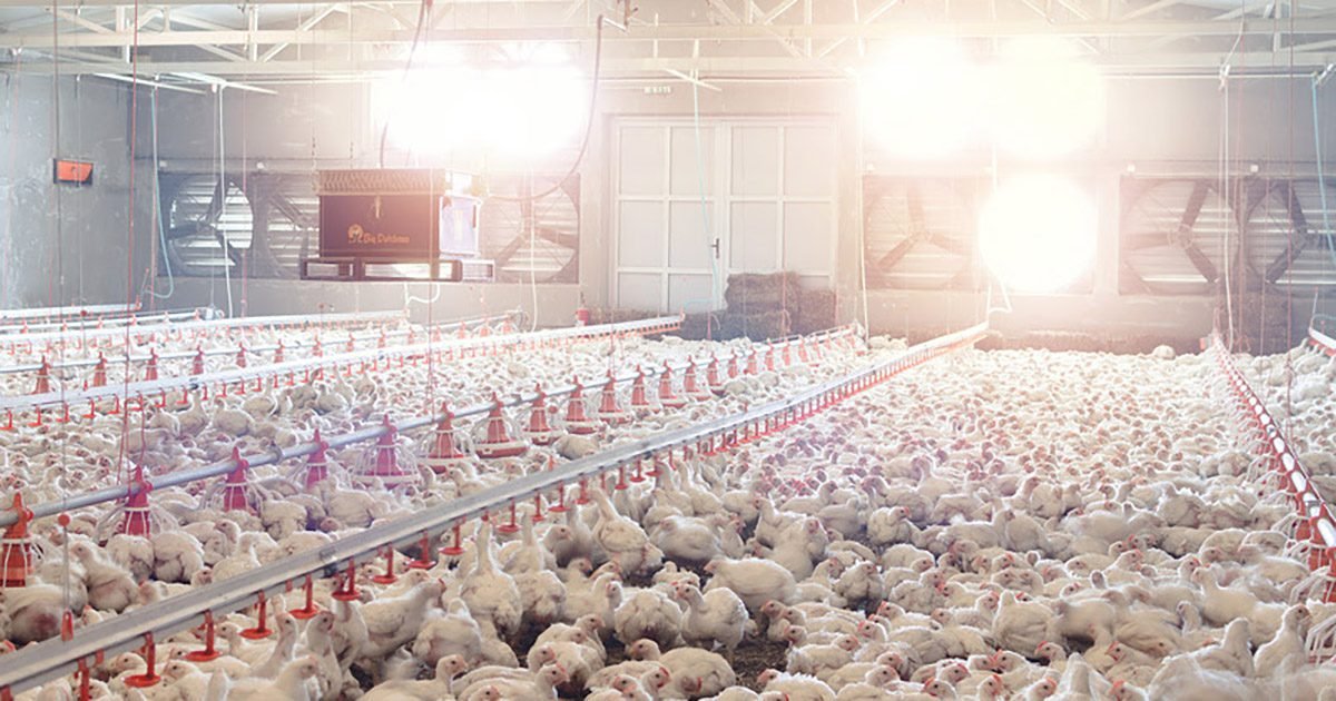 O desafio silencioso na produção animal: estresse calórico