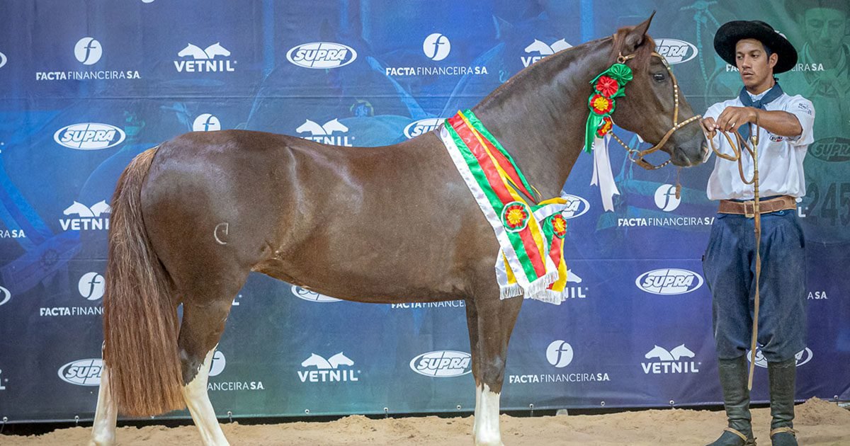 Exposição em Rolante garante novos classificados para Morfologia Expointer 2024