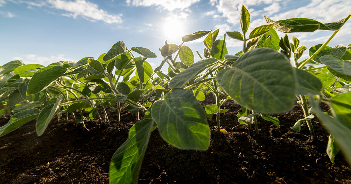 Ferrugem-asiática gera prejuízos de até R＄ 6 mil por hectare de soja