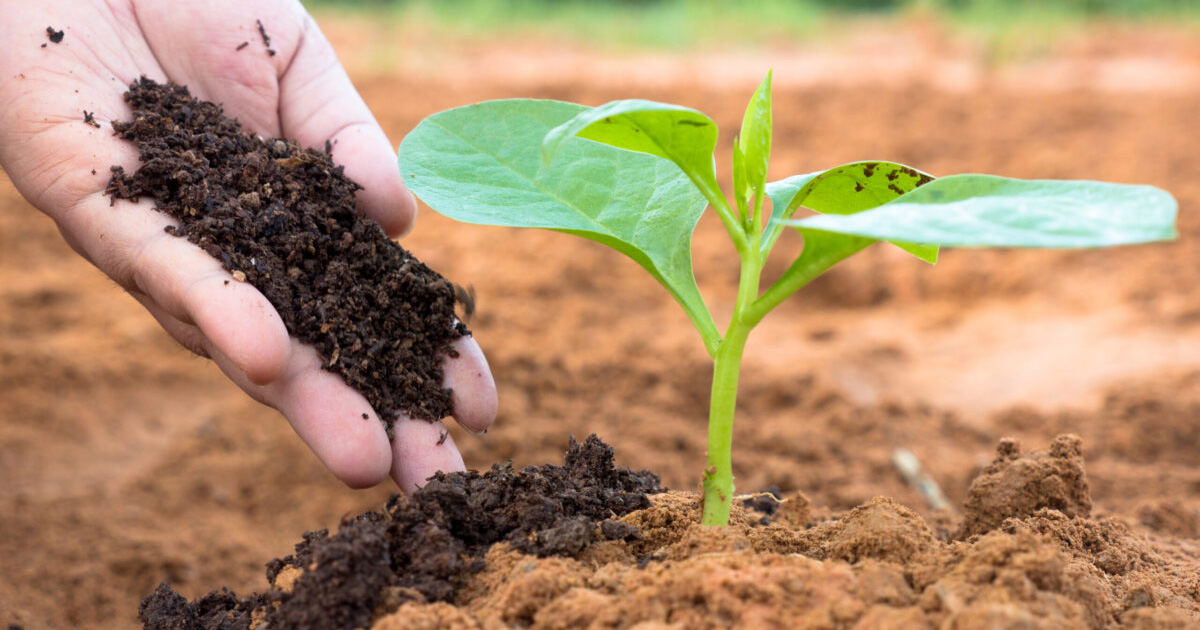 Nova realidade na agricultura: insumos biológicos fazem parte do dia a dia de grandes produtores rurais