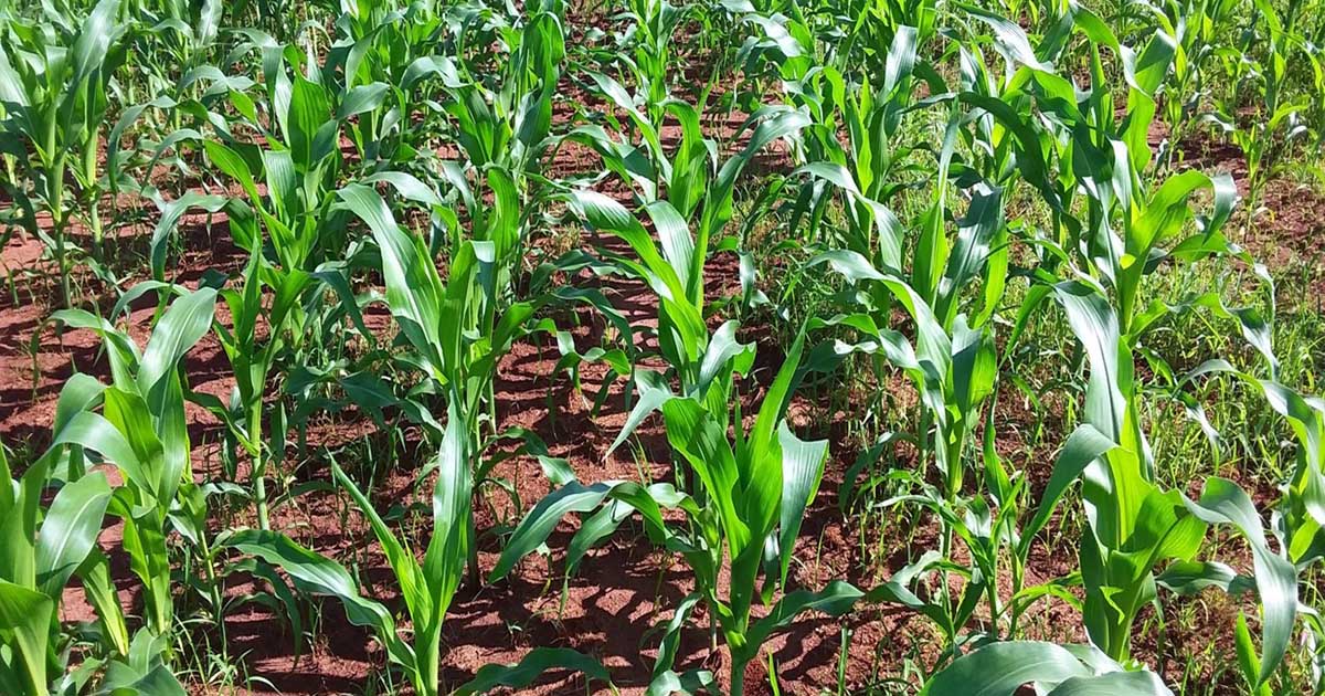 IHARA lança tecnologia inédita no Brasil para manejo eficiente de plantas daninhas resistentes na cultura do milho