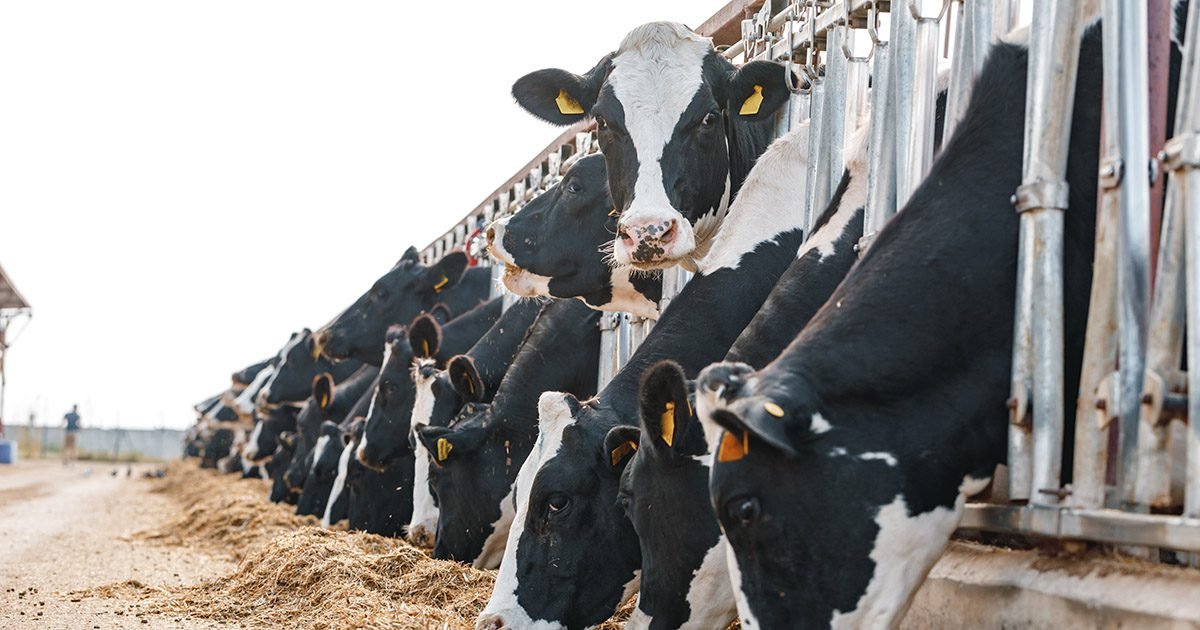 Mastite ambiental: qual a melhor abordagem?