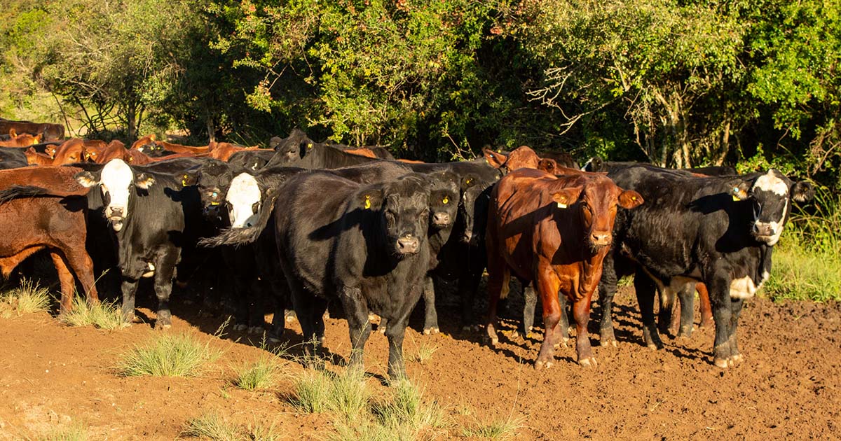 Pecuaristas vão debater perspectivas de mercado para 2024 em evento na Ufrgs