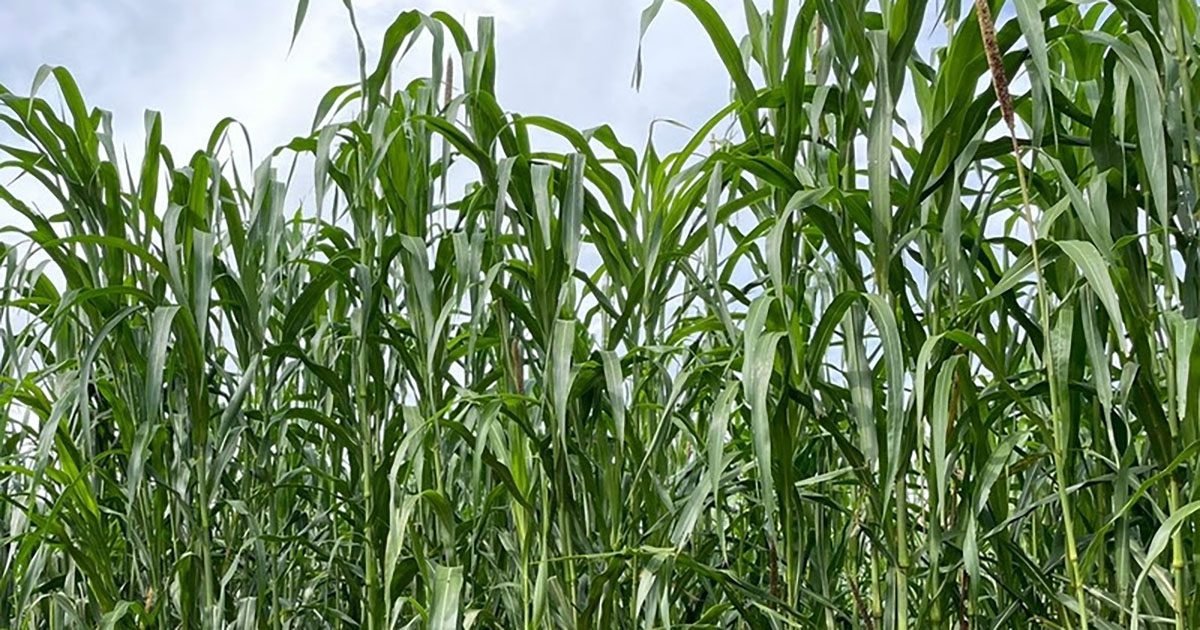 Silagem de Híbrido de Milheto Forrageiro produz alto volume de massa e é excelente alternativa para períodos que o milho é risco