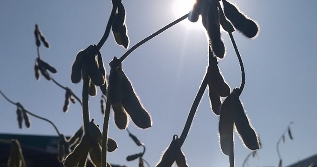 Dessecação da soja contribui para acelerar e uniformizar o ciclo de crescimento da cultura, promovendo uma colheita mais eficiente e rentável