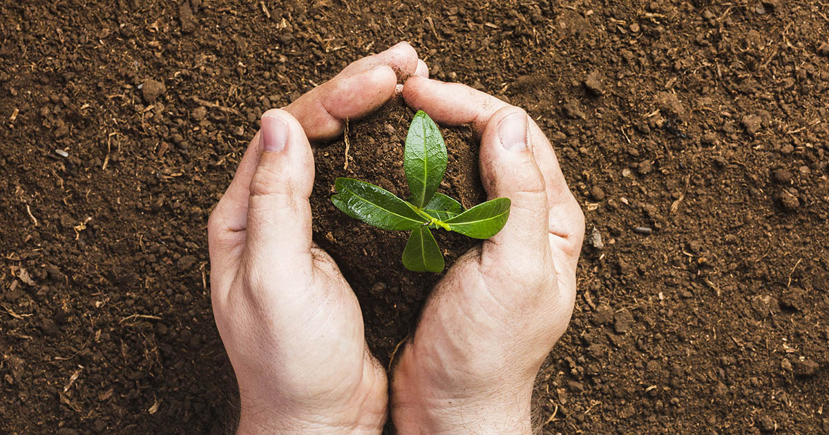 Fertilizantes à base de aminoácidos ajudam a fortalecer as colheitas