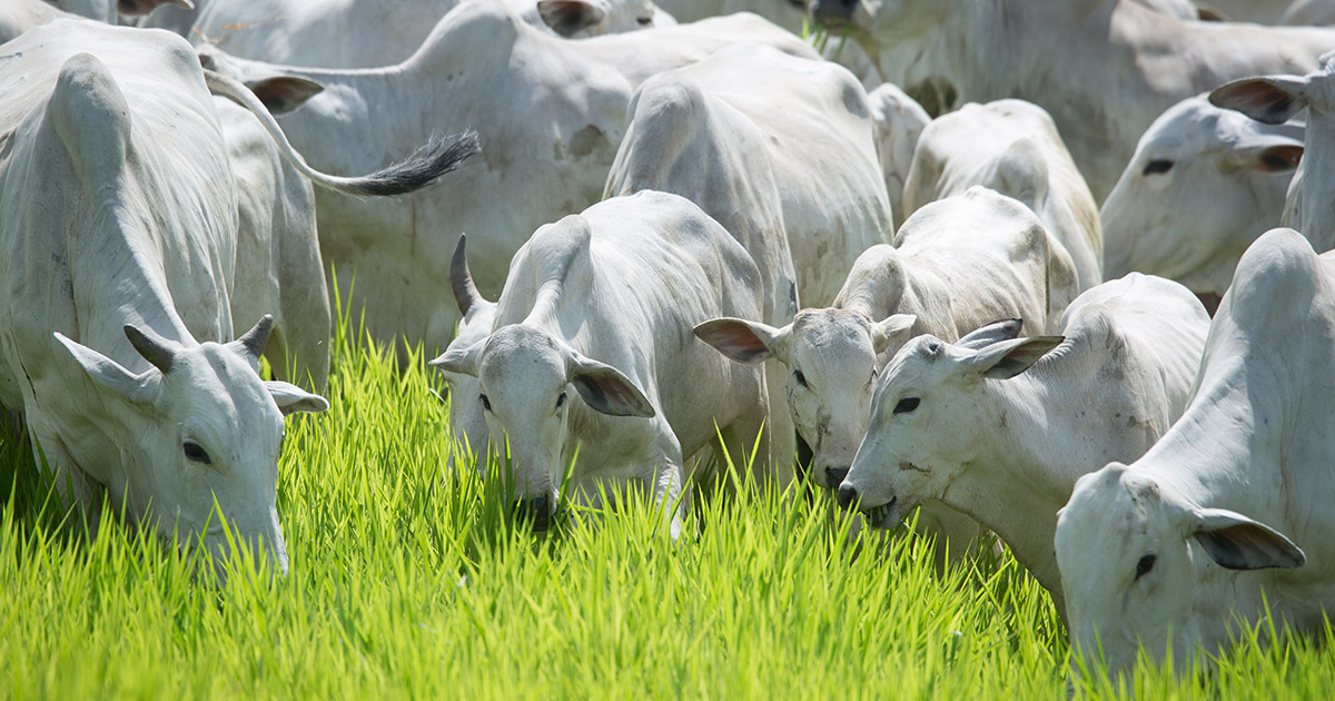 Extrato de folitropina acelera o melhoramento genético de bovinos e a produção de alimentos