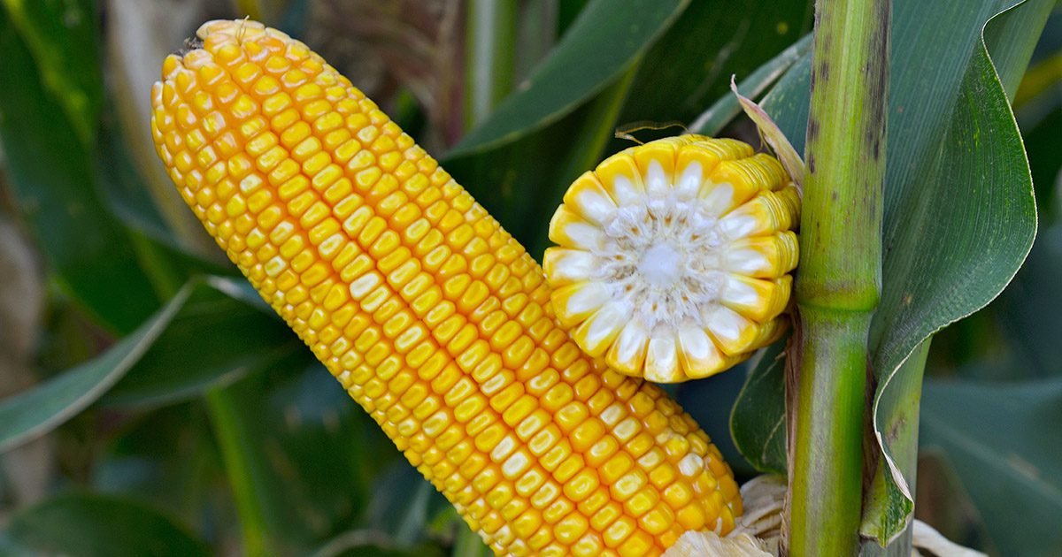 Híbrido de milho referência em produtividade para a safra 2023/24