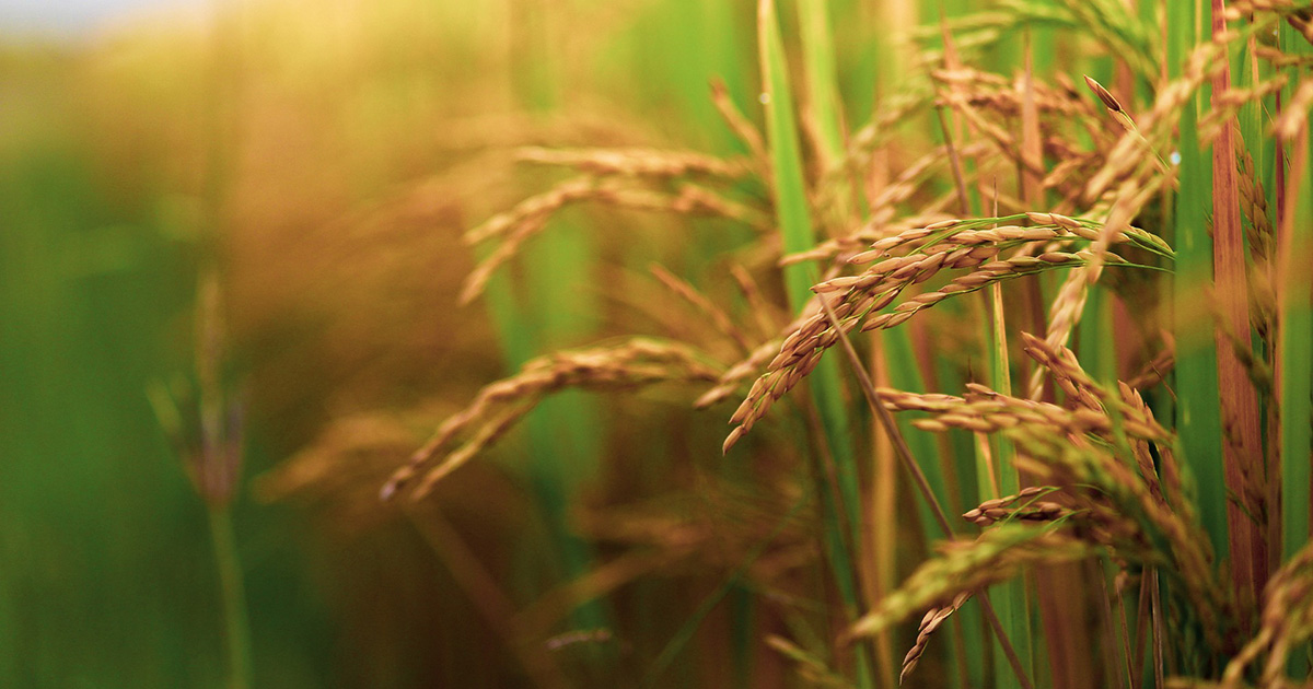 Nematoides no arroz: prejuízo que o produtor não vê