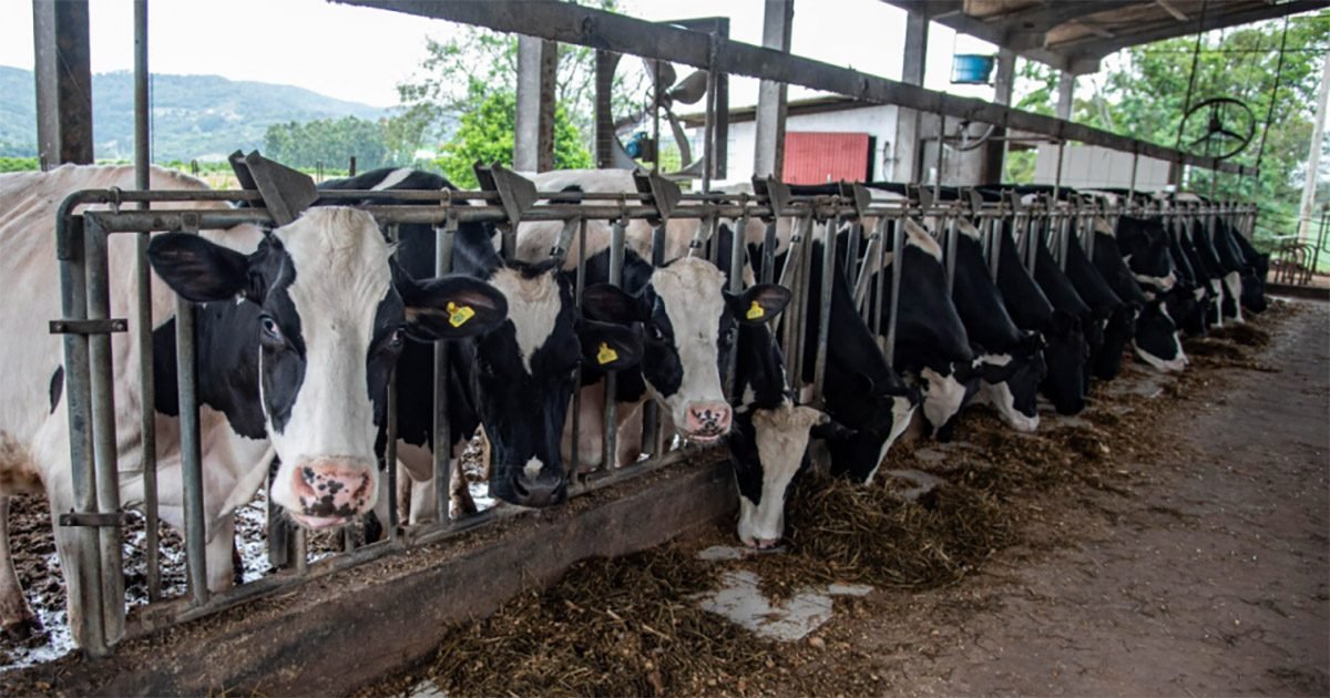 Sindilat e Embrapa Gado de Leite promovem workshop focado nos Sistemas Típicos de Produção de Leite