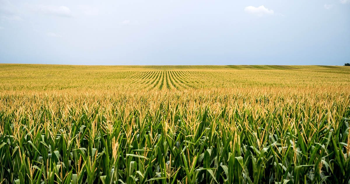 Viter lança produtos inéditos na região Sul para a correção do solo: Calcário ITAÚ Fyller Dolomítico e Optmix