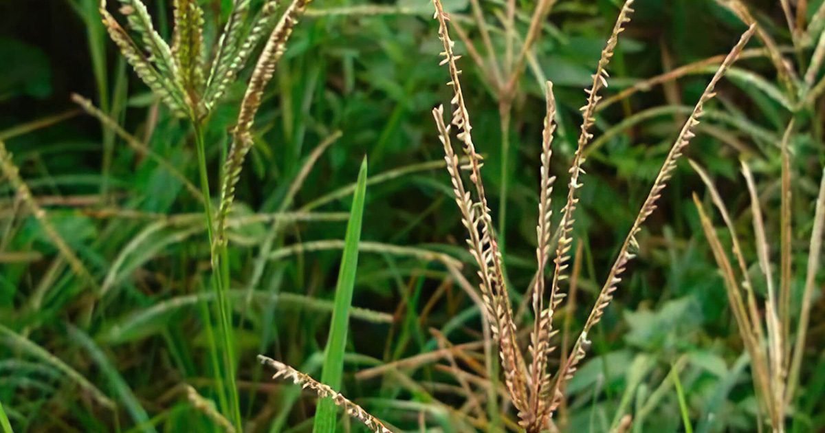 Produtor de soja ganha nova ferramenta para o controle do capim pé-de-galinha em pré-emergência