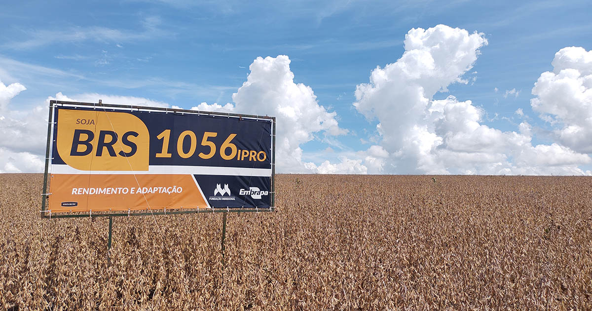 Chegam ao mercado novas cultivares de soja com elevado patamar de produtividade